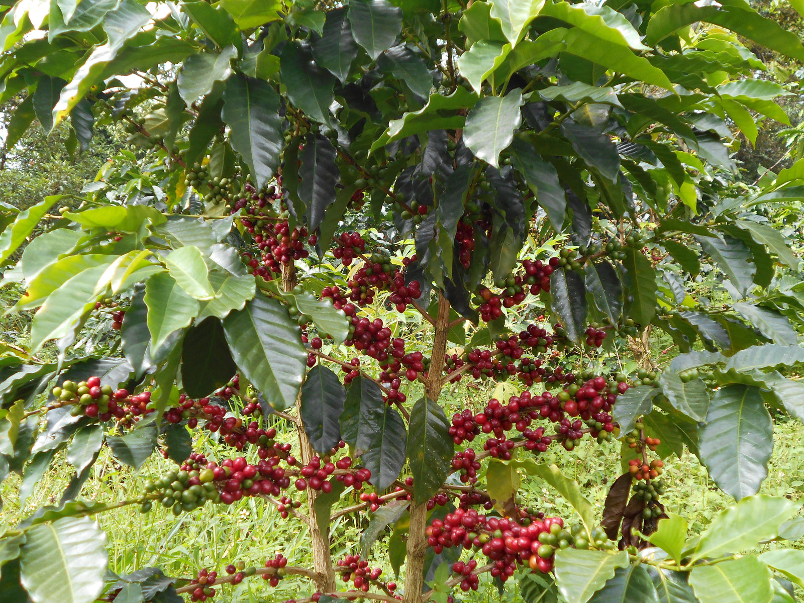 Colombia: Finca Patio Bonito - Pink Bourbon Microlot