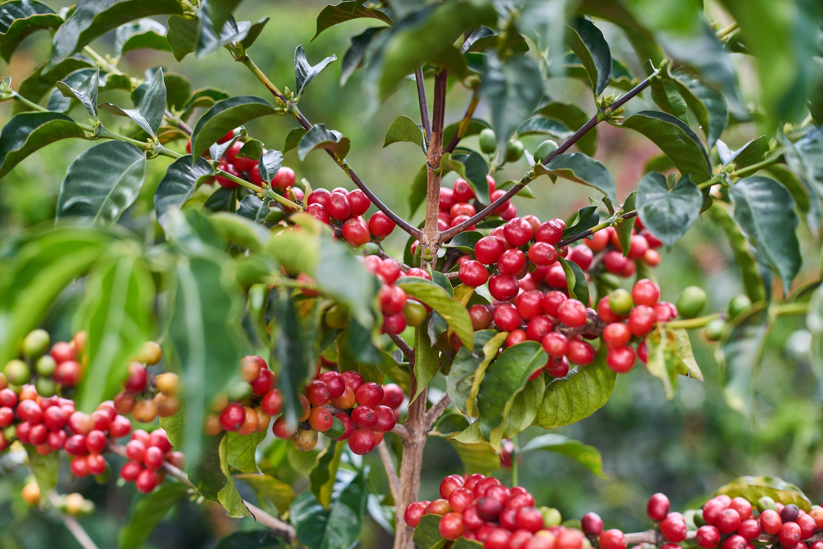 Ecuador Finca San Pablo coffee cherries