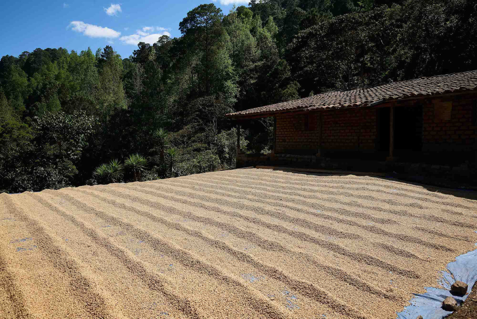 Honduras: Maria Delfina Mancia