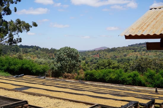 Tanzania: AA Sambewe - Microlot