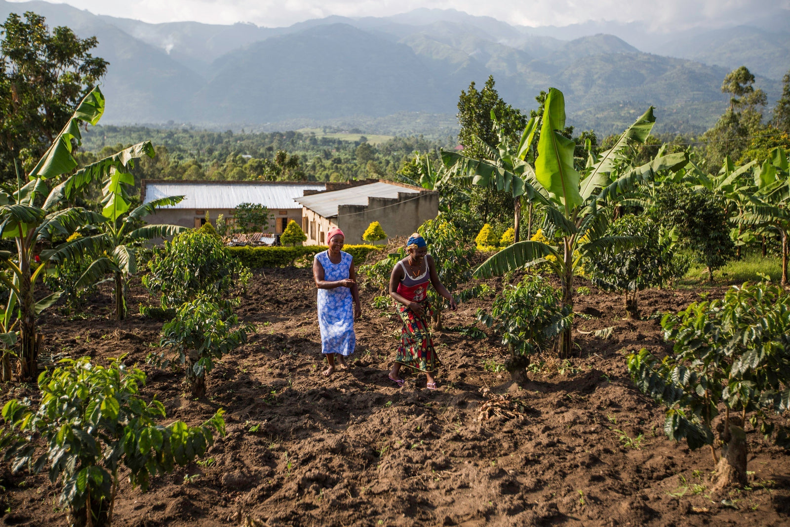 Uganda: Rwenzori Silverback