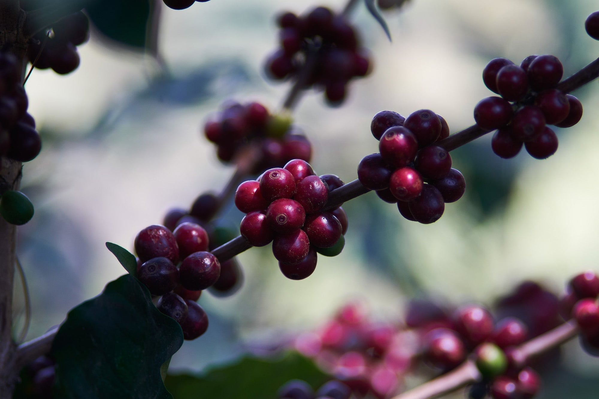 Finca La Joya Microlot in Honduras