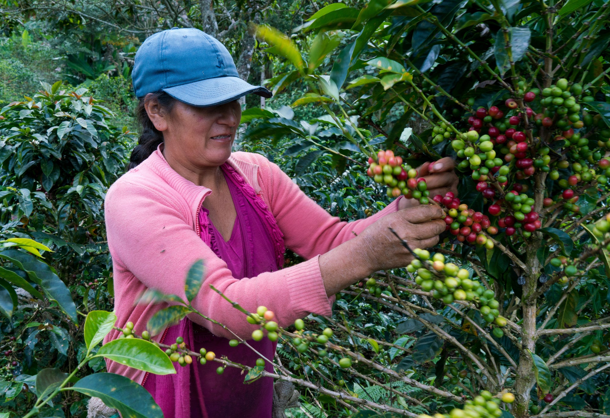 Fair Trade Certified Peru Cajamarca: Featured Origin Select Coffee