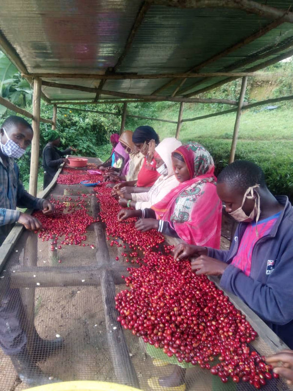 Rwanda Cyato: Abadatezuka COOP – Gwiza Women Coffee - Perkolator Coffee